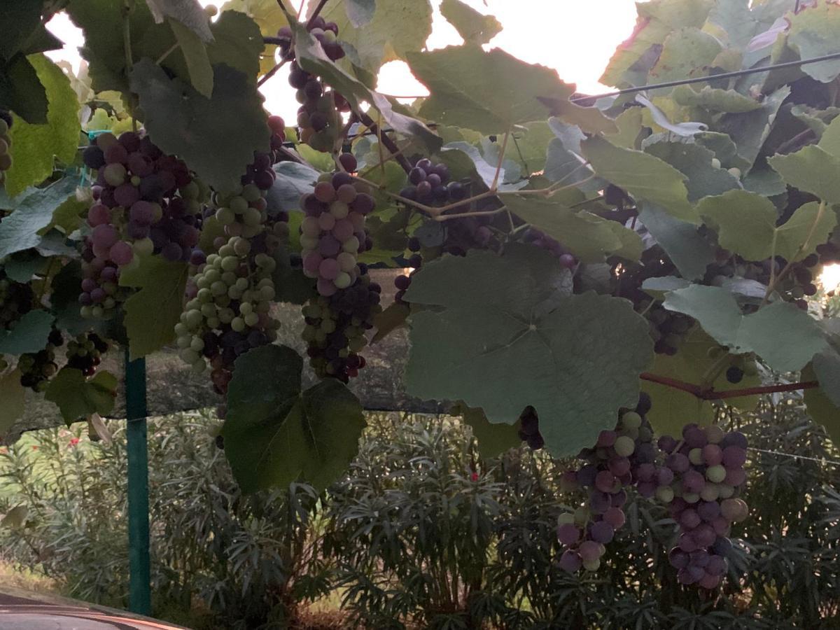 Camera Graziosa Albinia Zewnętrze zdjęcie